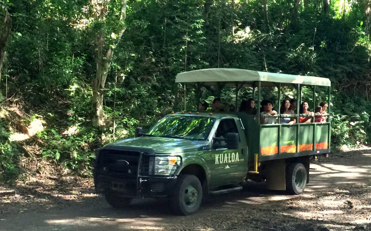 Jungle expedition tours