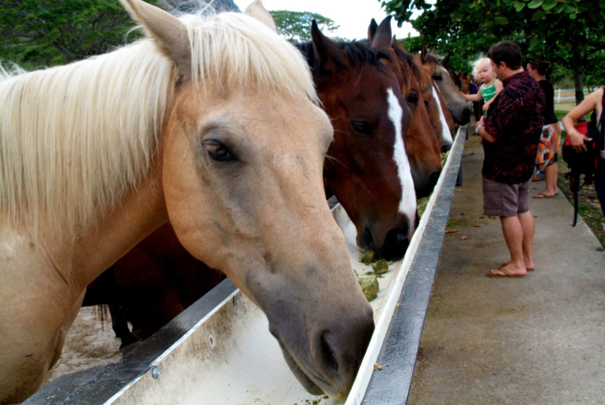 kualoa horses trough